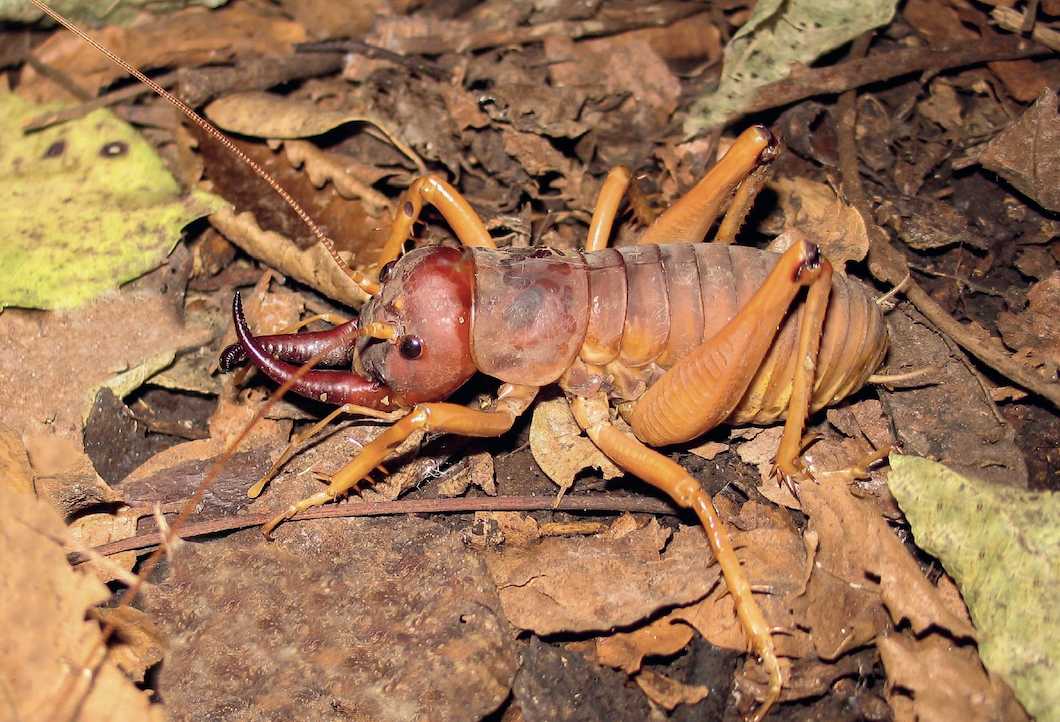 Motuweta isolata: New Zealand's Fanged Giant Weta Fights with Elaborate Tusks