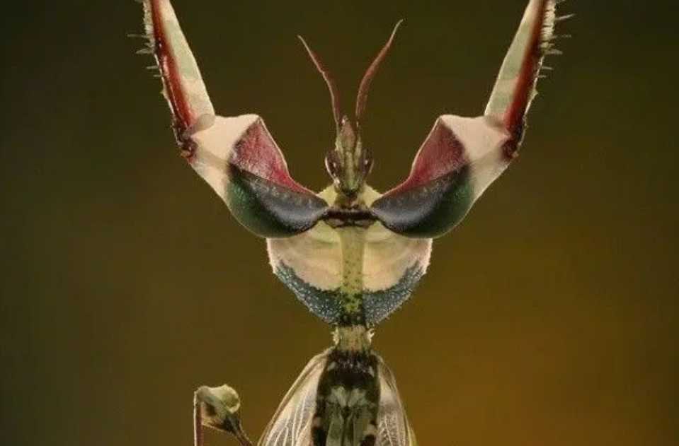 The Magic Flower Mantis: A Master of Floral Camouflage